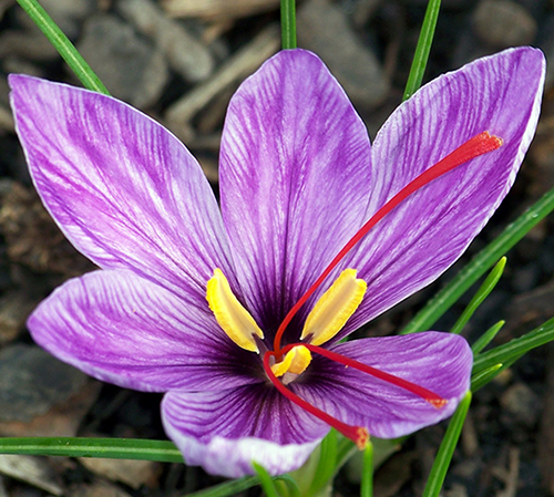 خوشه تجارت آراد